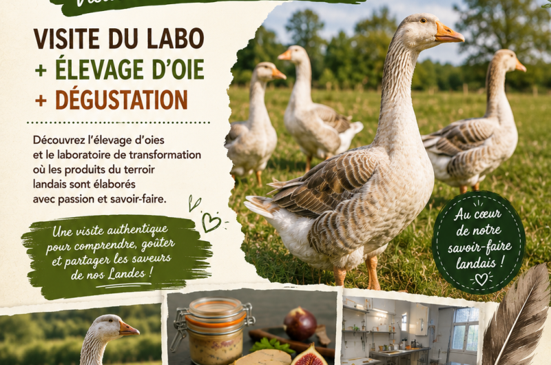 Visites estivales tradition landaise