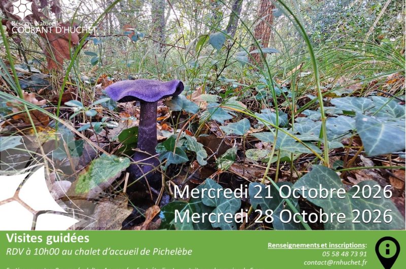 Visites guidées Rserve Huchet- Automne – 2026 Moliets OTI Landes Atlantique Sud