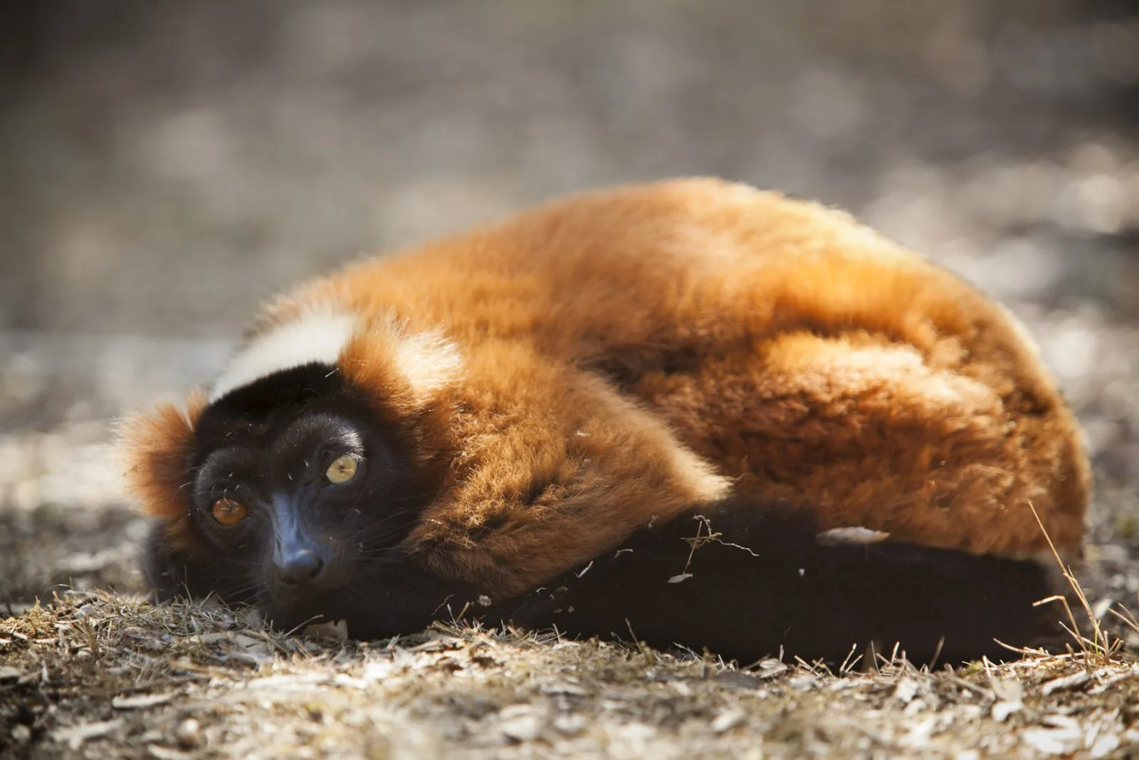 Zoo de Labenne sortie seminaire landes (1)