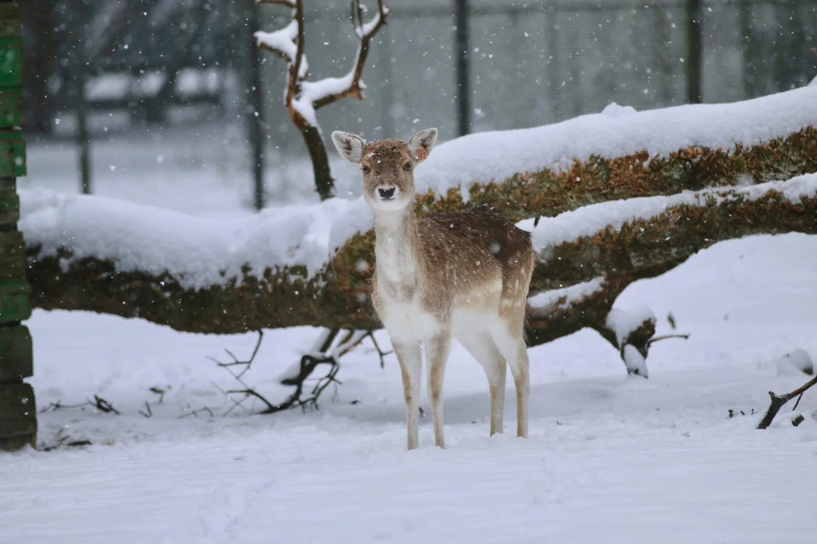 Zoo de Labenne sortie seminaire landes (3)
