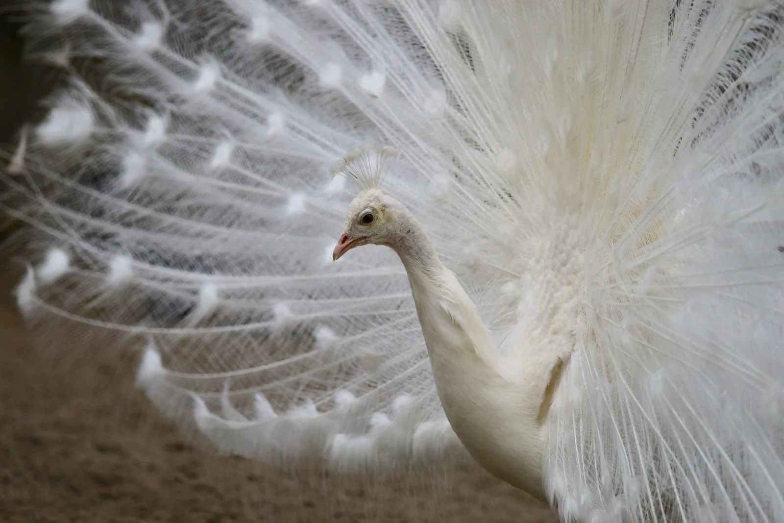 Zoo de Labenne sortie seminaire landes (6)