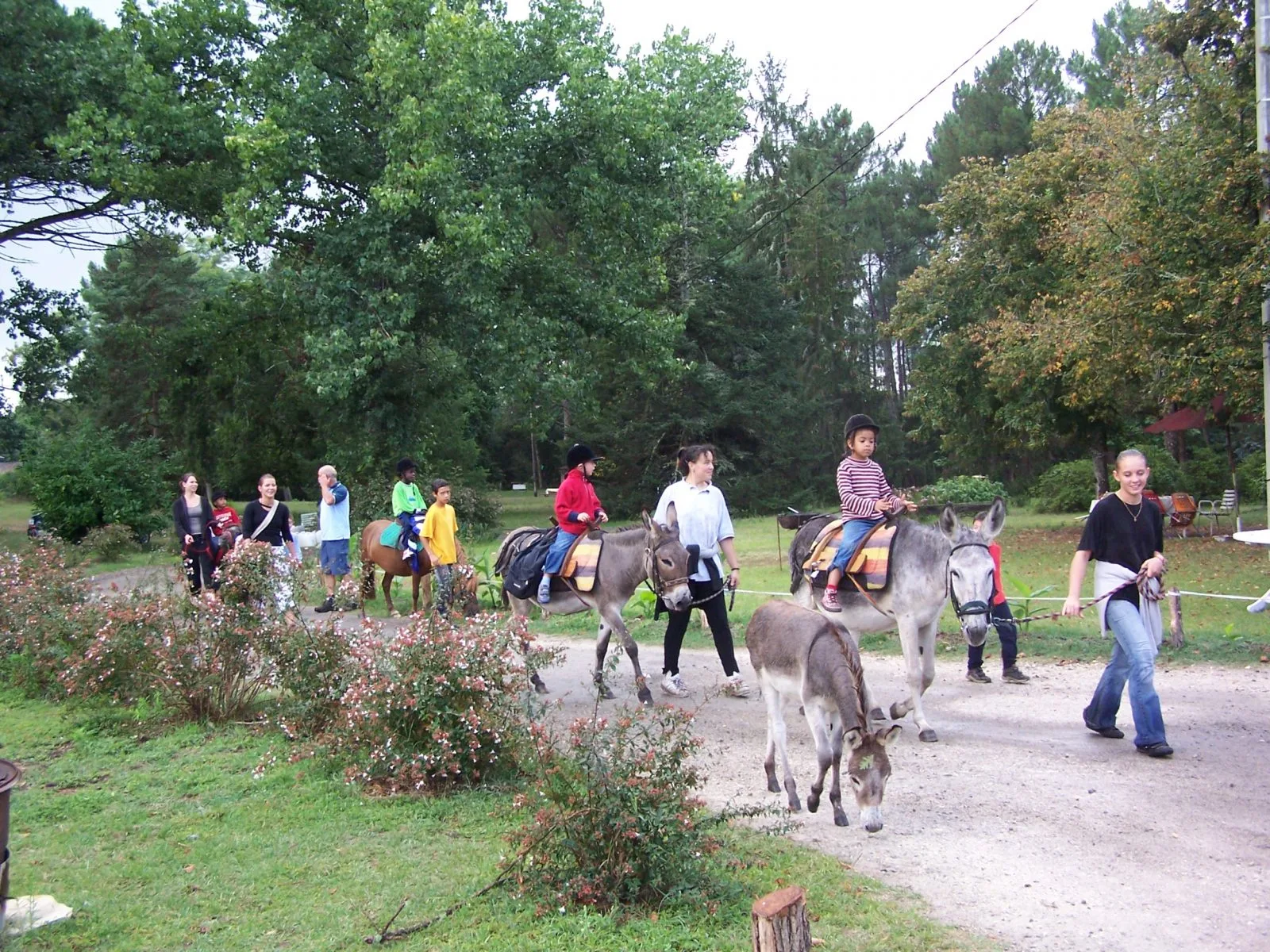 ânes bâtés – retour de balade -4