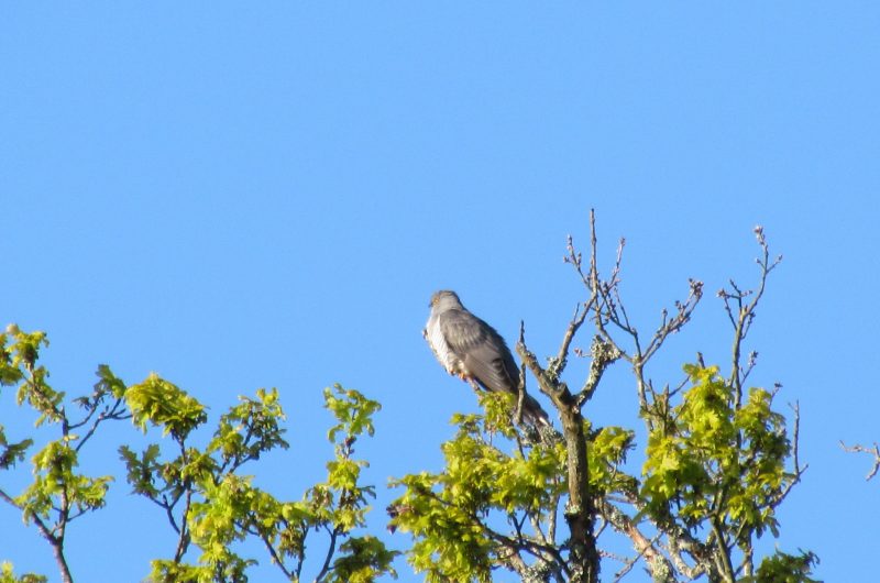 balade-nature-catherine-kwasniewski-sainte-eulalie-en-born-coucou-gris