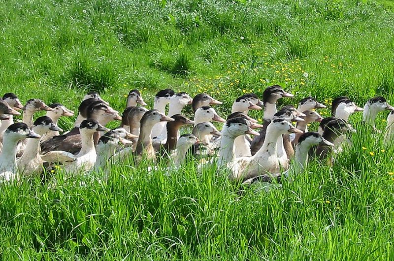 canard-dans-prairie-6