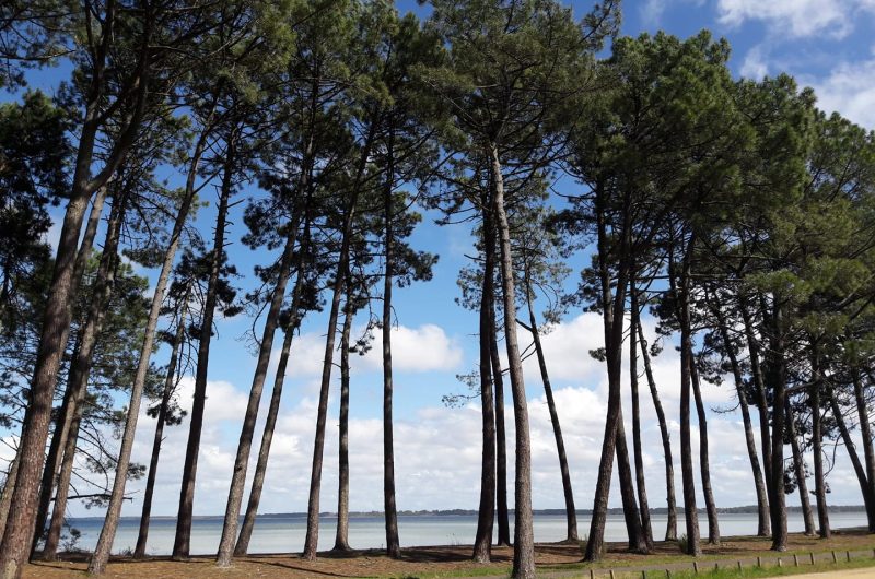 conciergerie-biscarrosse