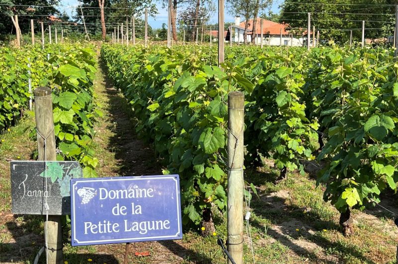 domaine de la petite lagune