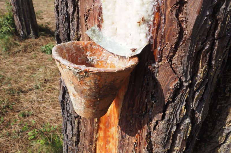 gemmage Crédit photo obligatoire VG oitMimizan (3)