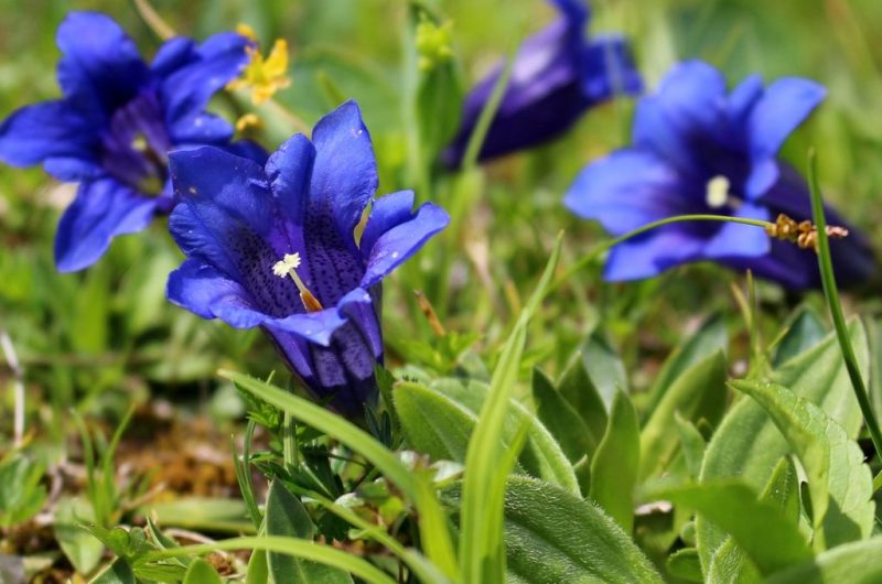 gentiane-fleur