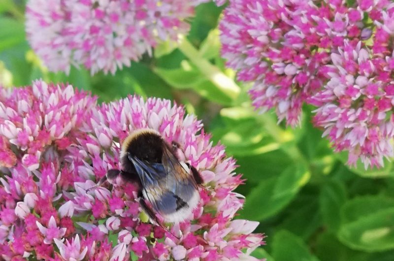 image pollinisateurs 05-05