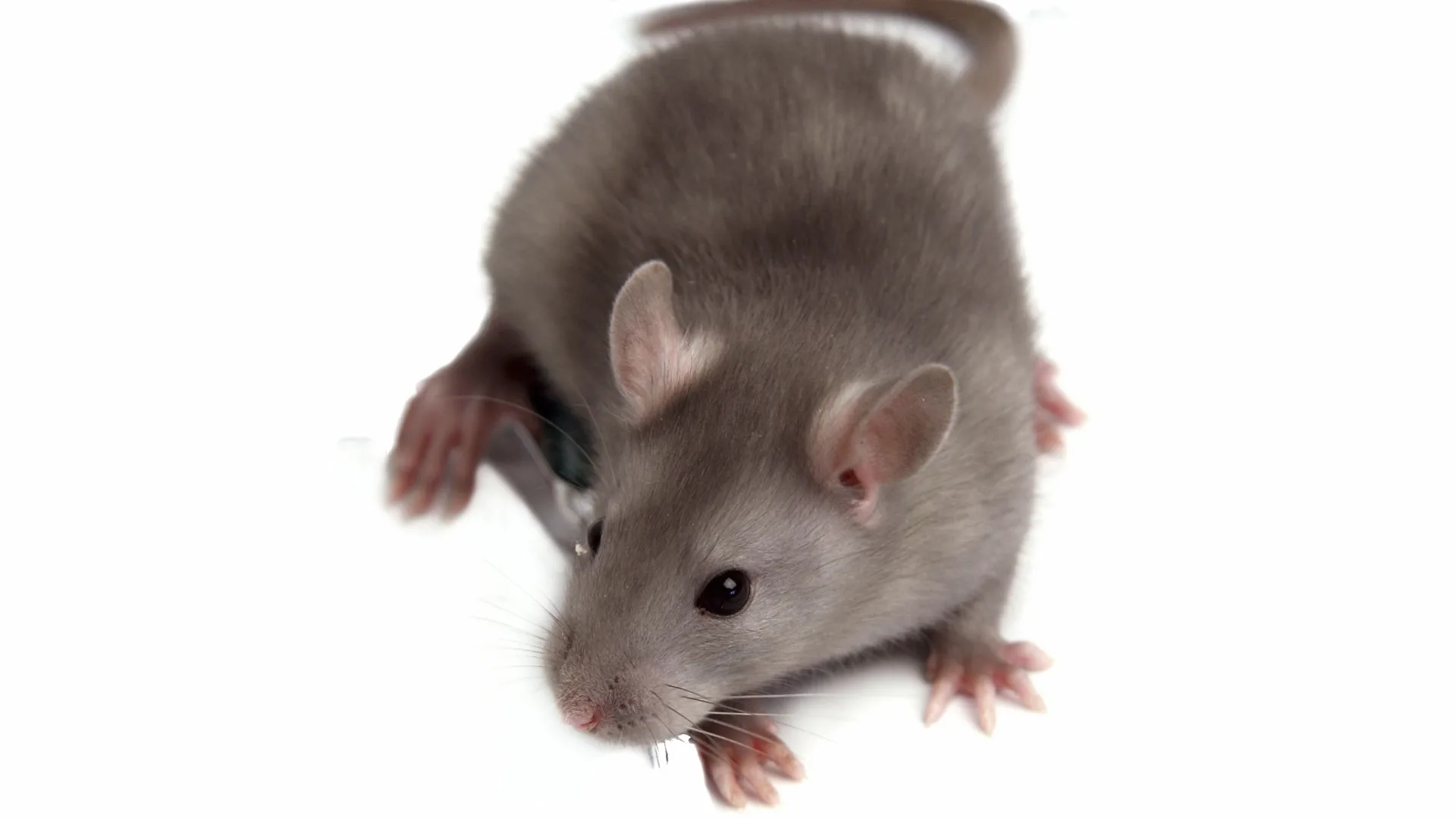 image-rat