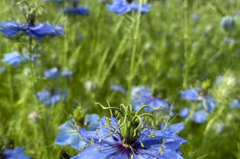 jachère © Musée du Fruit