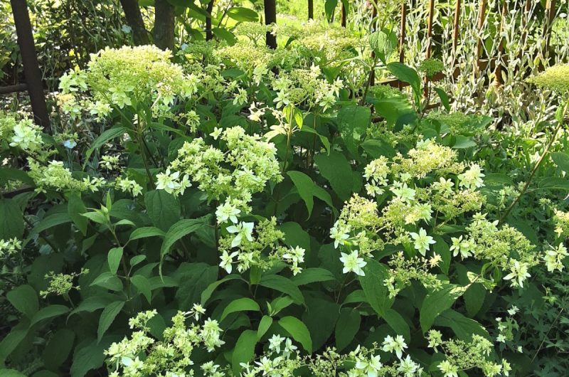 jardin  MARGUERITE CLNT 2024 (4)