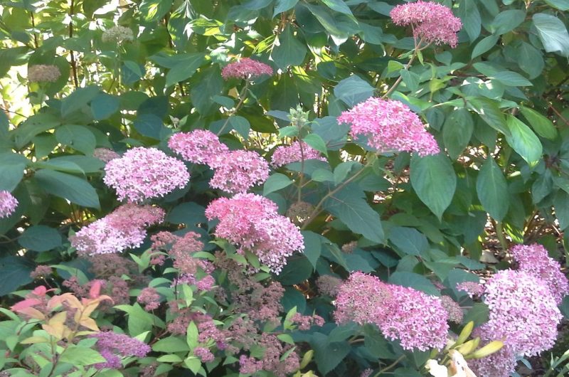 jardin  MARGUERITE CLNT 2024 (5)