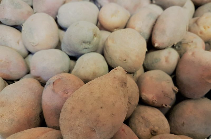 jardins-de-noneres2020R-OTCA-Mont-de-Marsan-Agglo–15–2ac5a4af49cb4343869c6ee797cde38b