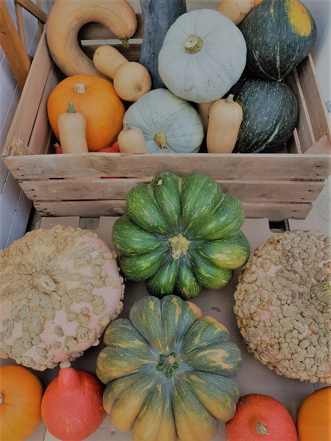 jardins de noneres2020R©OTCA Mont de Marsan Agglo (4)