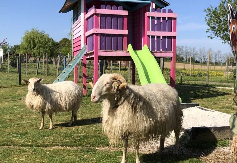 lapetitefermedepouillon@lapetitefermedepouillon