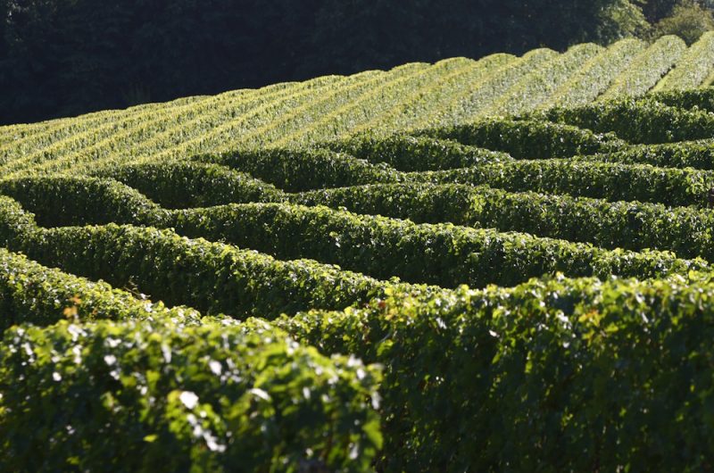les vignes Domaine de Pribat