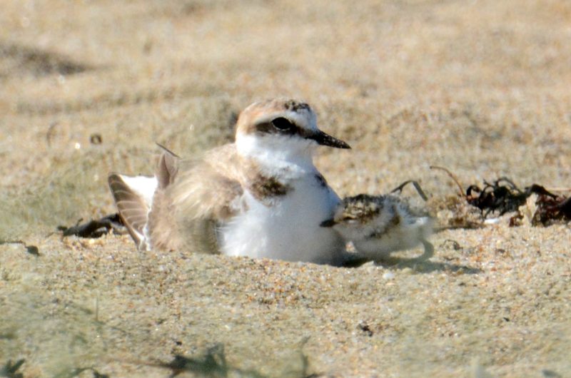 poussin-et-père-gravelot