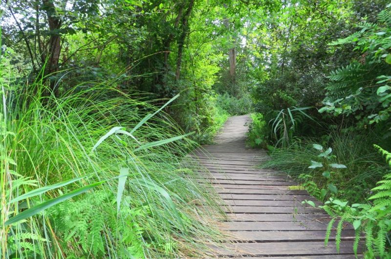 reserve-naturelle-etang-noir-seignossetourisme–18–2