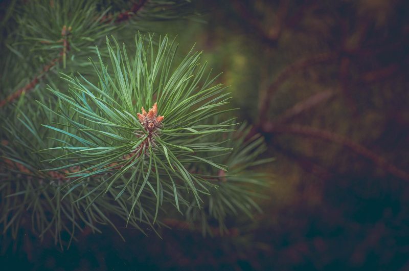 rondellmelling-pine-463469_1920